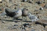 SKUA