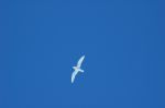 BIG_ICEBERG0358DSC_4713.JPG