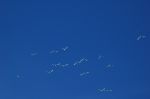 DSC_0083.JPG
