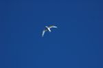 SNOWBIRDS